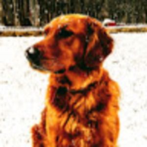 Meet your Posher, Gavin